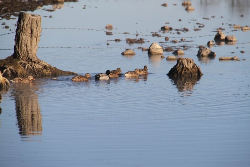 Üniversiteli Besici Kazlı Ördekli Çiftliğinde Hayvanlarının Çobanlığını Yapıyor