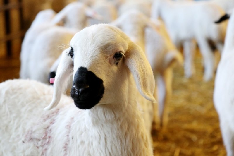 Baharın Habercisi Kuzular Annelerine Kavuştu