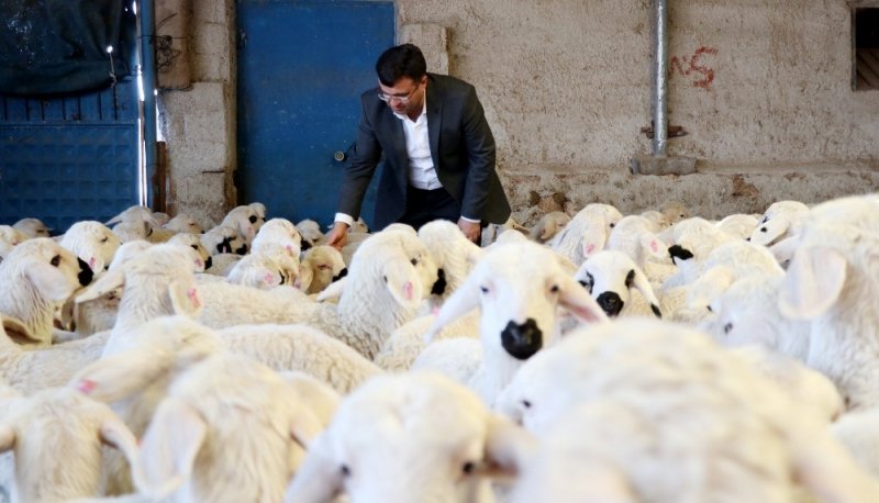 Baharın Habercisi Kuzular Annelerine Kavuştu
