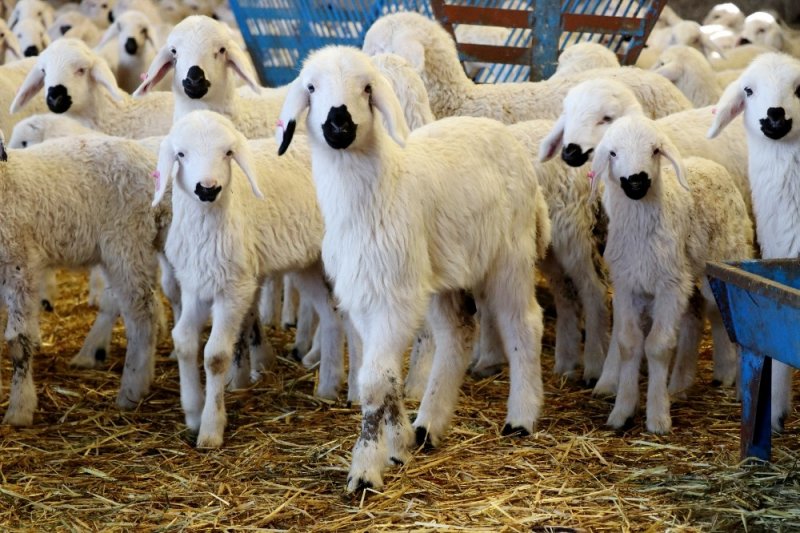 Baharın Habercisi Kuzular Annelerine Kavuştu