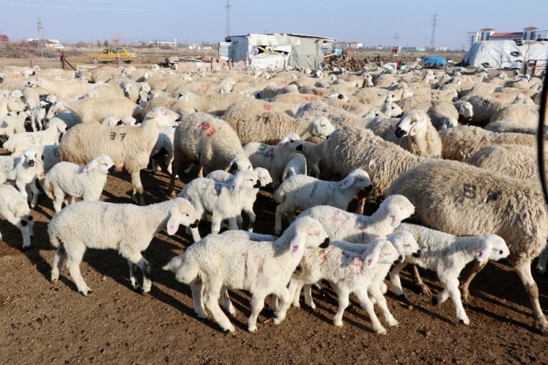 Baharın Habercisi Kuzular Annelerine Kavuştu