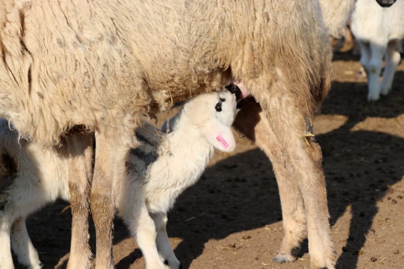 Baharın Habercisi Kuzular Annelerine Kavuştu