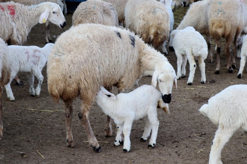 Baharın Habercisi Kuzular Annelerine Kavuştu