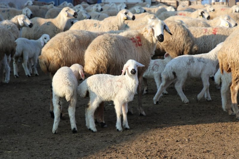 Baharın Habercisi Kuzular Annelerine Kavuştu