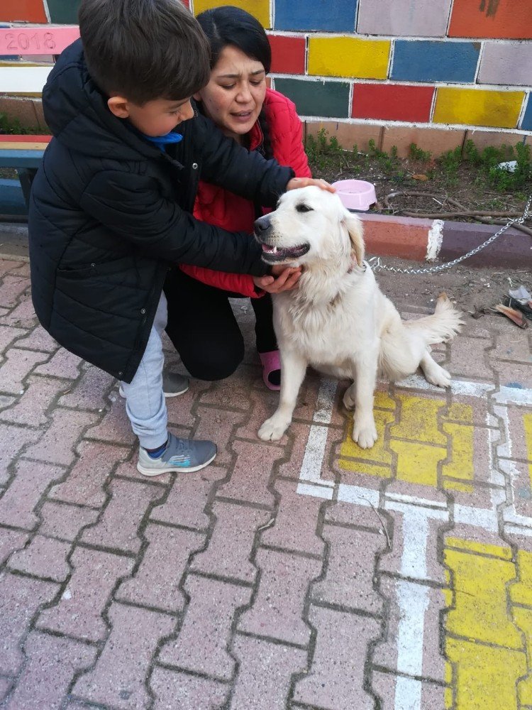 Minikler Öldürülmekle Tehdit Edilen Köpeği Sahiplendi