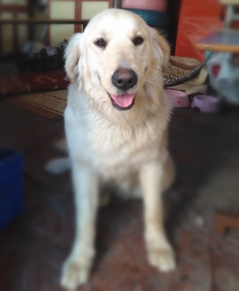 Minikler Öldürülmekle Tehdit Edilen Köpeği Sahiplendi