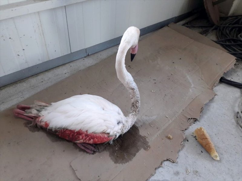 Konya'da Bitkin Düşen Flamingo Tedavi Altına Alındı