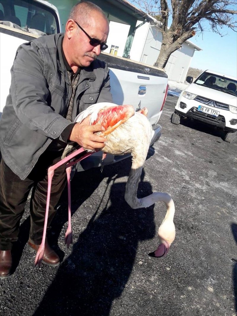 Konya'da Bitkin Düşen Flamingo Tedavi Altına Alındı