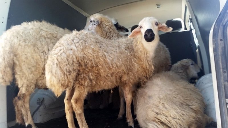 Konya'da Polisin Takibi Kuzuları Kurtardı