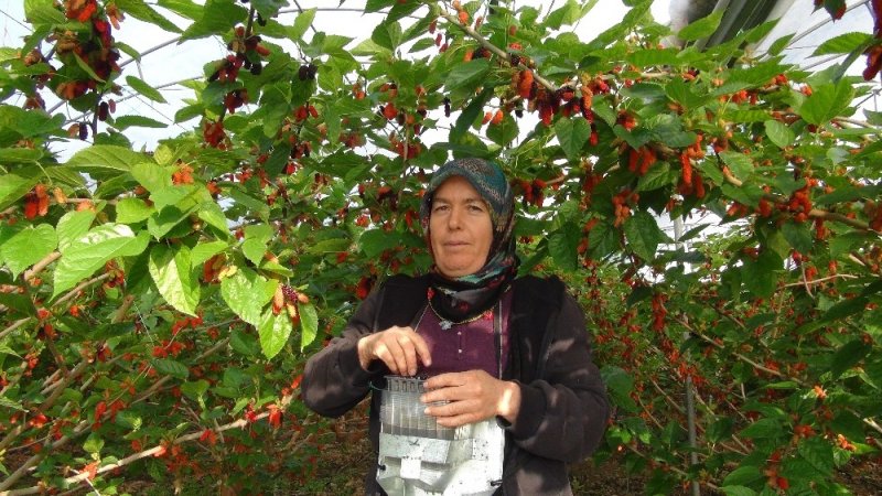 Karadut Sezonu Silifke’de Açtı