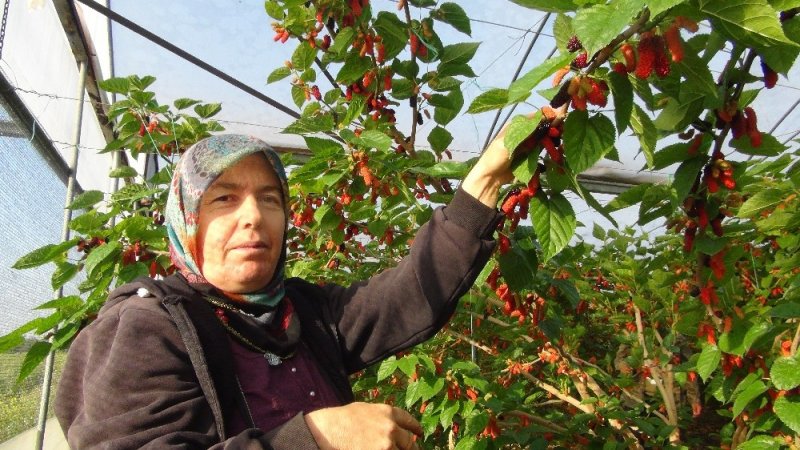 Karadut Sezonu Silifke’de Açtı
