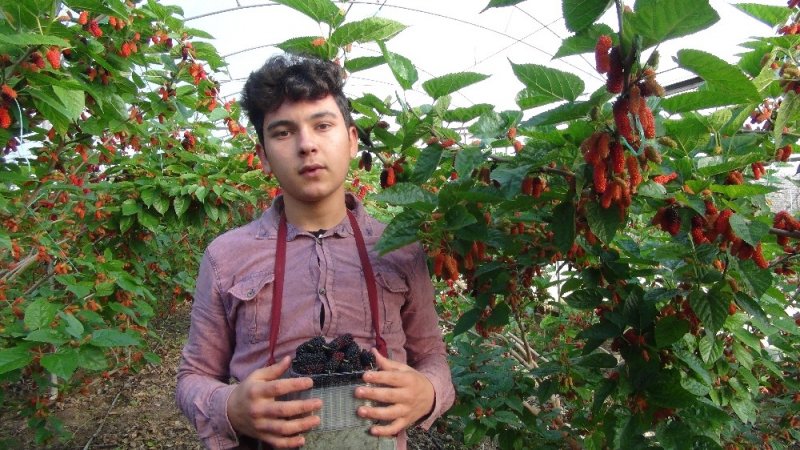 Karadut Sezonu Silifke’de Açtı