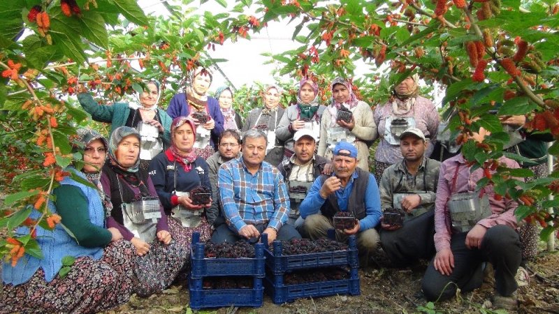Karadut Sezonu Silifke’de Açtı