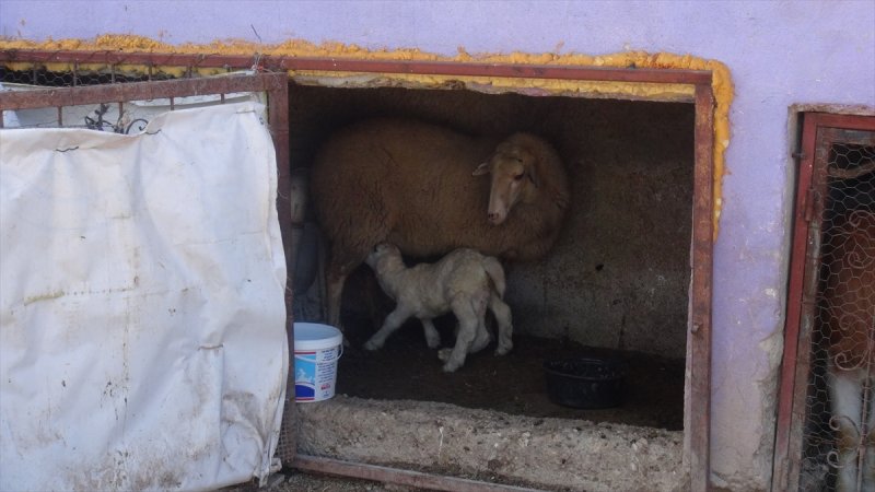 Silifke'de 6 Ayaklı Kuzu Görenleri Şaşırttı