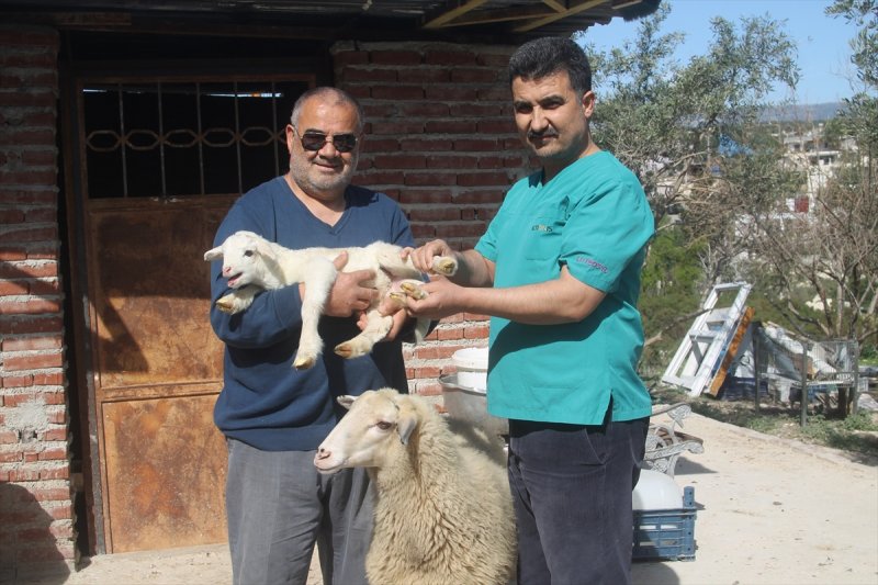 Silifke'de 6 Ayaklı Kuzu Görenleri Şaşırttı