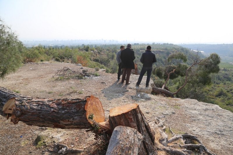 Mersin'deki Ağaç Katliamı Organize İş Çıktı