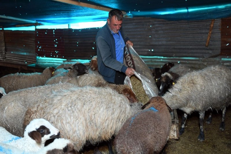 Yörükler Bu Kış Mersinin Yaylarında Zor Anlar Yaşadılar