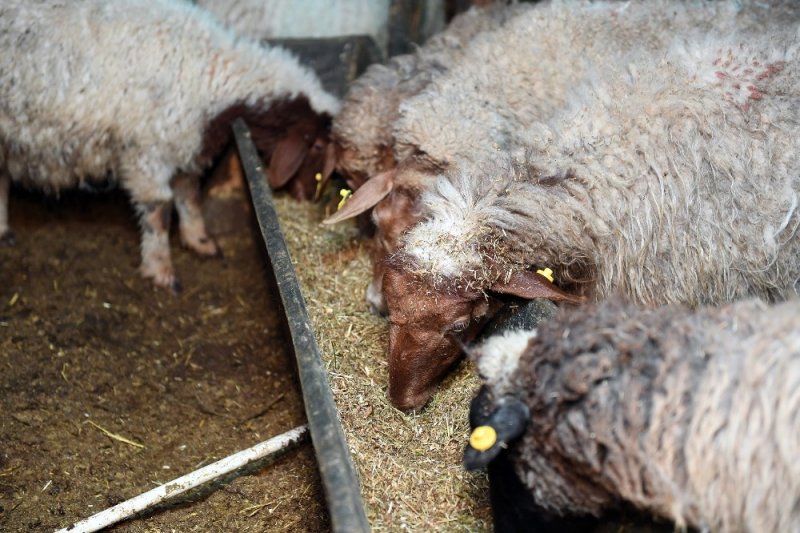 Yörükler Bu Kış Mersinin Yaylarında Zor Anlar Yaşadılar