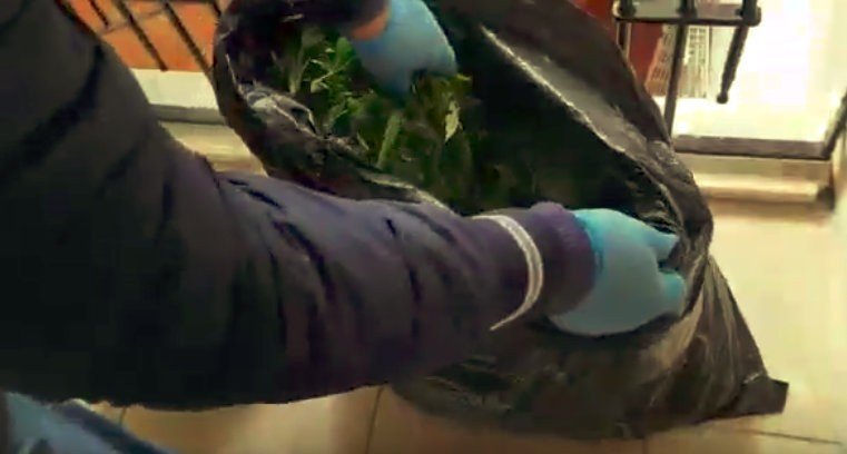 Antalya'da Müzikli Kenevircilere Baskın