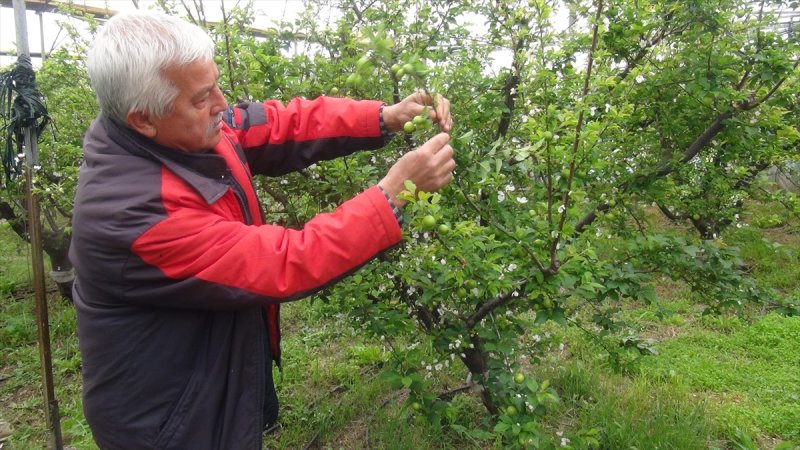 Silifke'de Şaşırtan Fiyatıyla Erik Hasadı Başladı