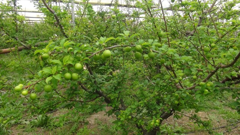Silifke'de Şaşırtan Fiyatıyla Erik Hasadı Başladı