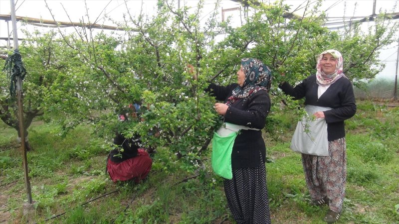 Silifke'de Şaşırtan Fiyatıyla Erik Hasadı Başladı