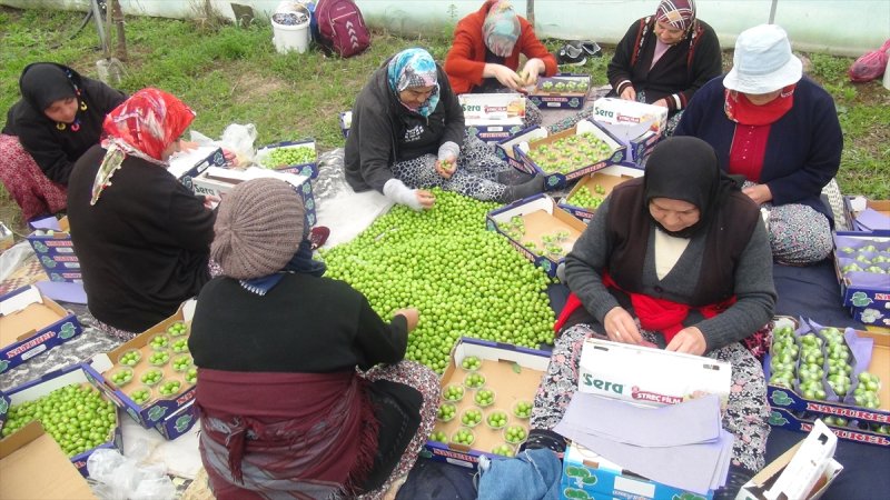Silifke'de Şaşırtan Fiyatıyla Erik Hasadı Başladı
