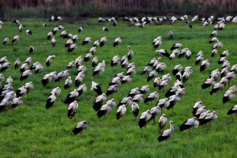 Göç Yolcusu Leyleklerin Mersin'de Molası