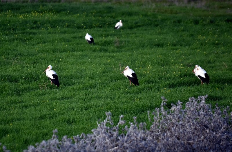 Göç Yolcusu Leyleklerin Mersin'de Molası