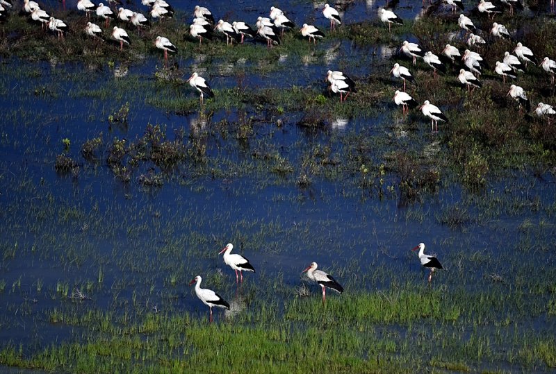 Göç Yolcusu Leyleklerin Mersin'de Molası