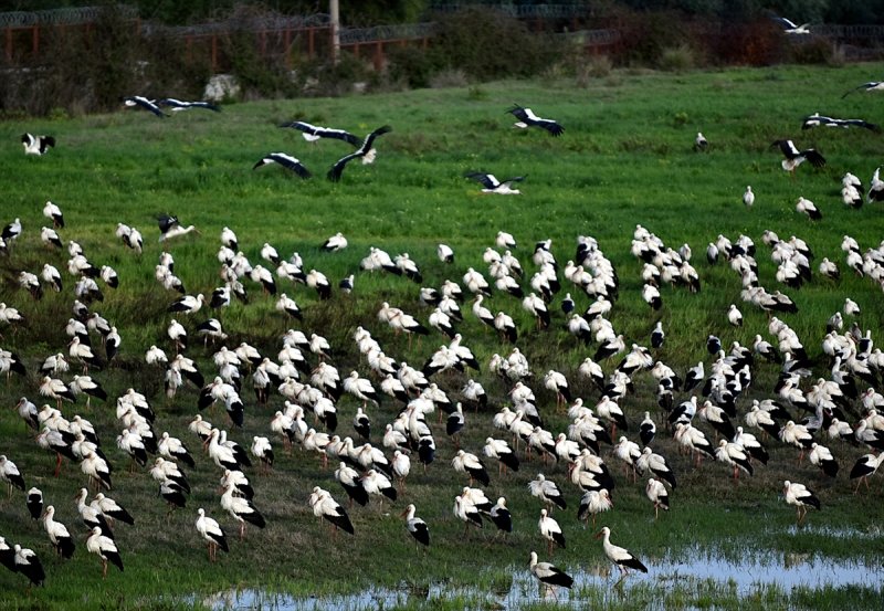 Göç Yolcusu Leyleklerin Mersin'de Molası
