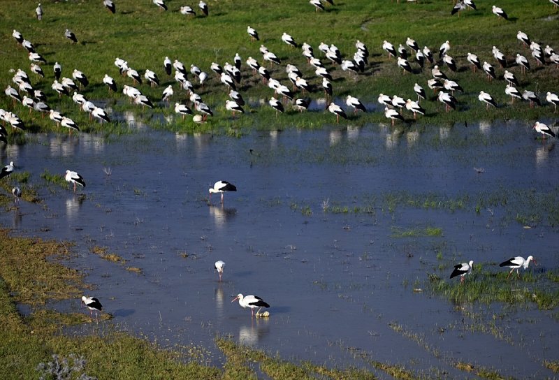 Göç Yolcusu Leyleklerin Mersin'de Molası