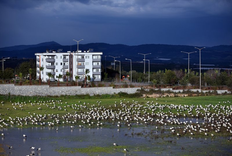 Göç Yolcusu Leyleklerin Mersin'de Molası