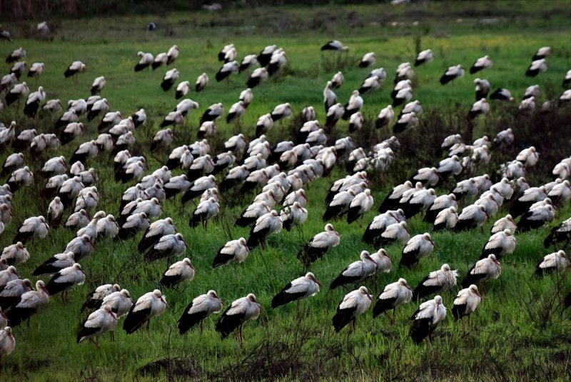 Göç Yolcusu Leyleklerin Mersin'de Molası