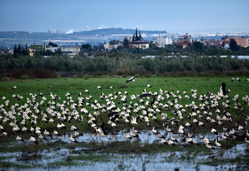 Göç Yolcusu Leyleklerin Mersin'de Molası