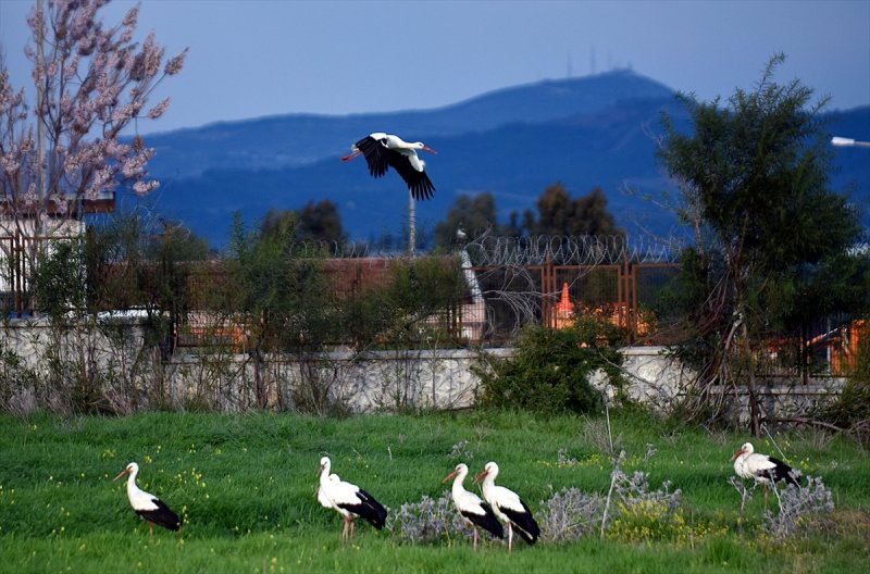 Göç Yolcusu Leyleklerin Mersin'de Molası