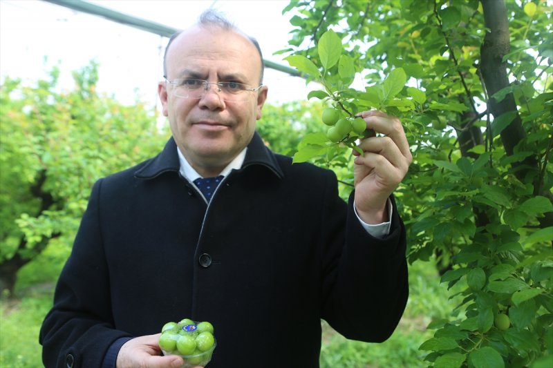 Mut'ta Erik Hasadı Devam Ediyor