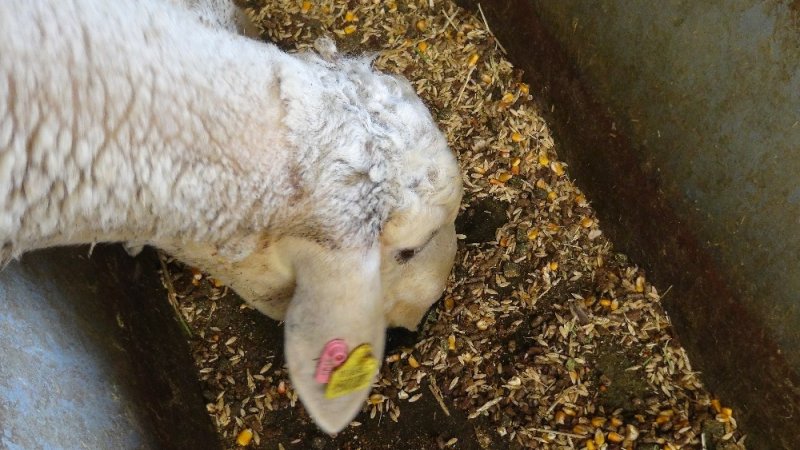 Korona Virüs Fırsatçılarının Yem Fiyatlarında Yaptığı Fahiş Artışa Tepki