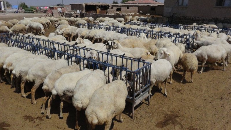 Korona Virüs Fırsatçılarının Yem Fiyatlarında Yaptığı Fahiş Artışa Tepki