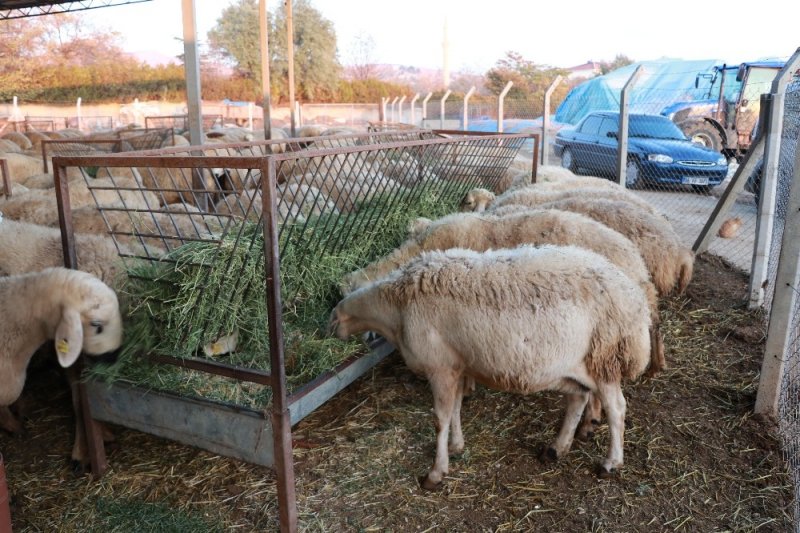 Korona Virüs Fırsatçılarının Yem Fiyatlarında Yaptığı Fahiş Artışa Tepki