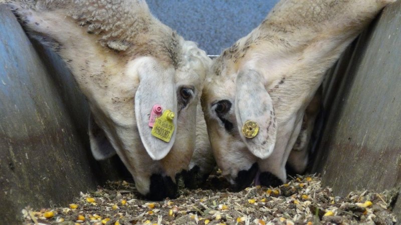 Korona Virüs Fırsatçılarının Yem Fiyatlarında Yaptığı Fahiş Artışa Tepki