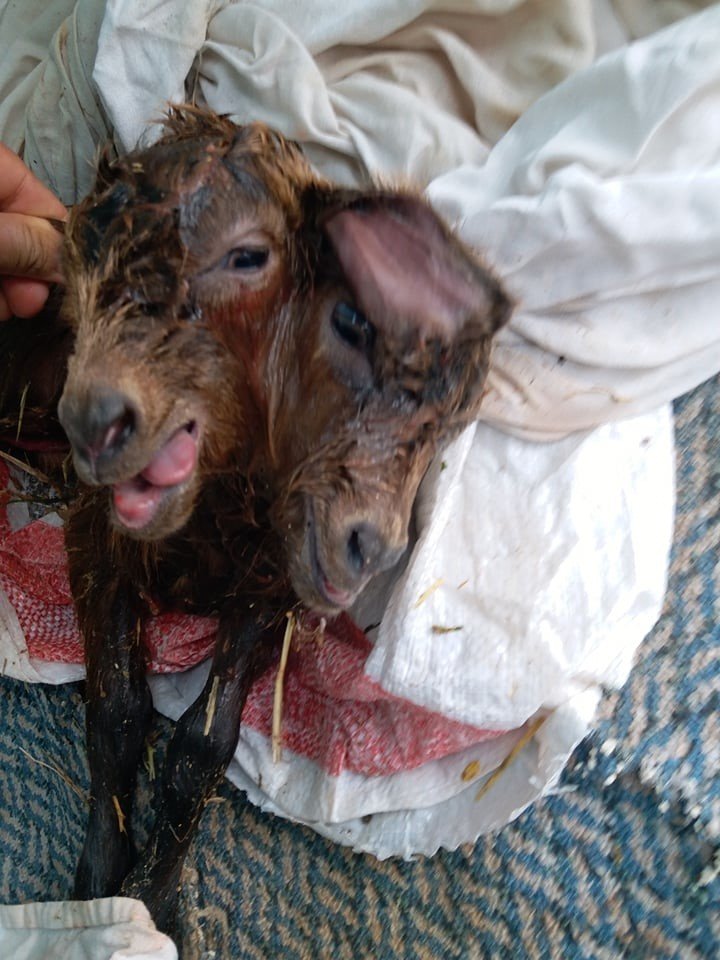Antalya’da Hayretler İçinde Bırakan Çift Başlı Oğlak