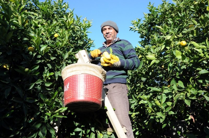 Limon Fiyatları Korona Etkisiyle Arttı