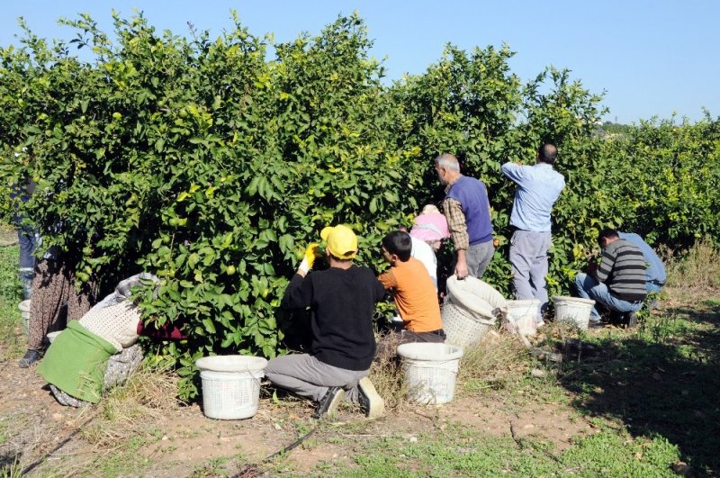 Limon Fiyatları Korona Etkisiyle Arttı