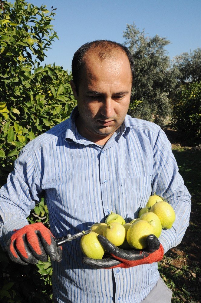 Limon Fiyatları Korona Etkisiyle Arttı