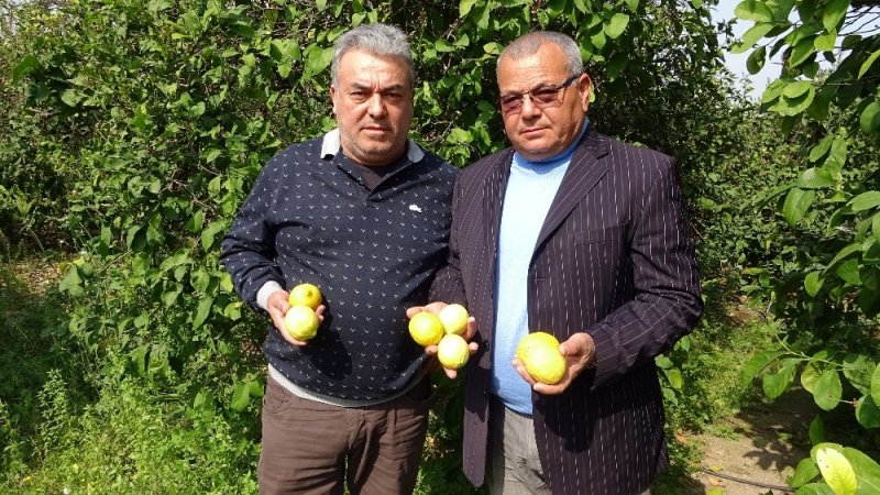 Limon Fiyatları Korona Etkisiyle Arttı