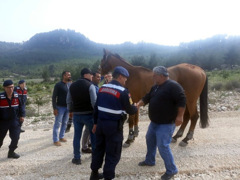 Mersin'de 100 Bin Liralık At, Ormanlık Alanda Bulundu