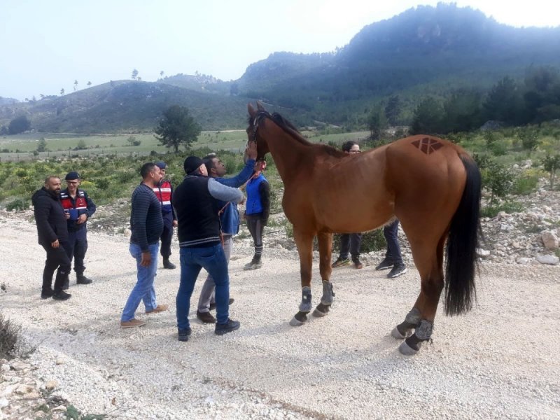 Mersin'de 100 Bin Liralık At, Ormanlık Alanda Bulundu