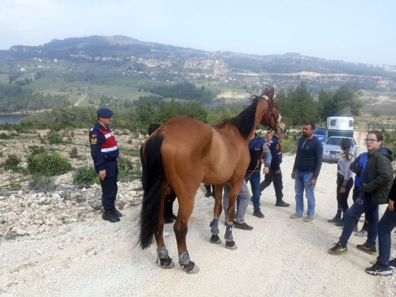 Mersin'de 100 Bin Liralık At, Ormanlık Alanda Bulundu