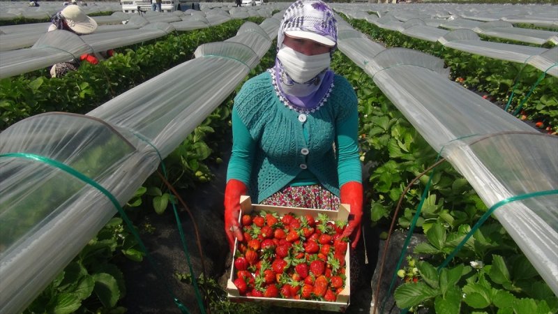 Silifke Çileği Karaman'da da Seviliyor